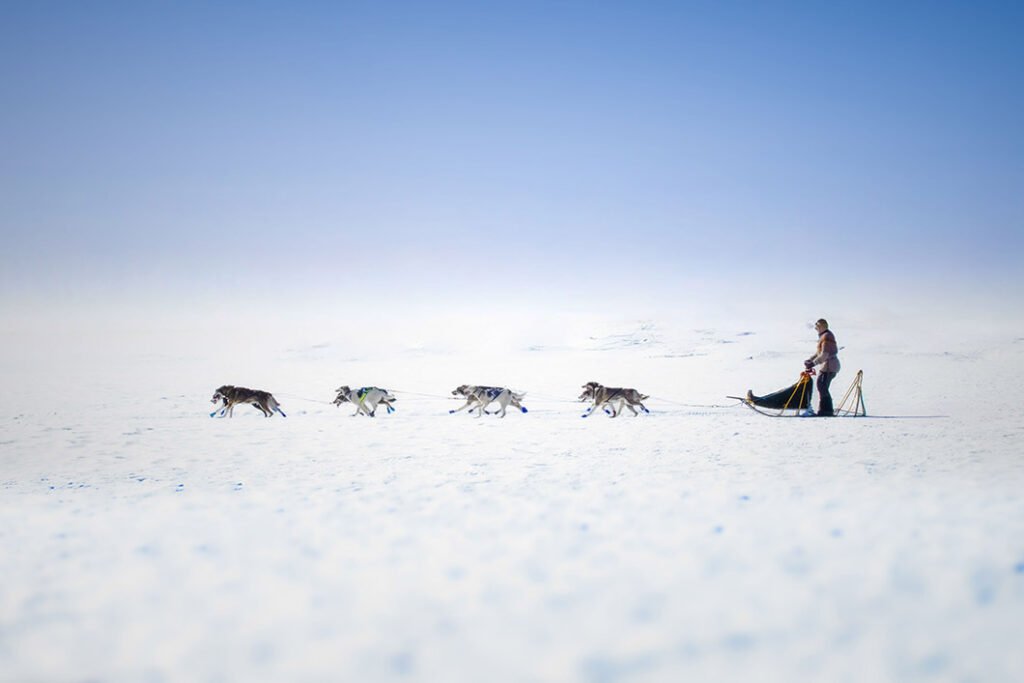 amundsen sledge dog team polar expedition